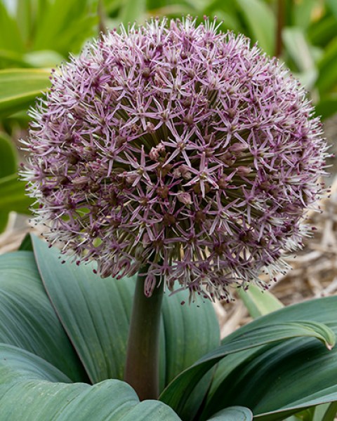 Allium miami.jpg